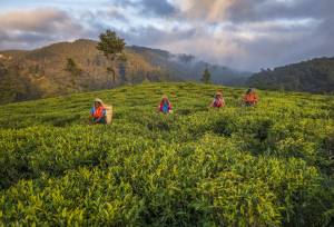 Cycle the Back Roads of Sri Lanka