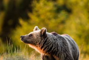 Carpathian Walking & Bears