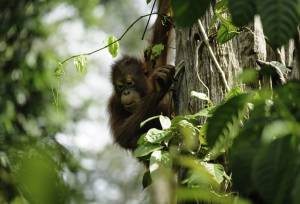 Borneo & the Malaysian Peninsula