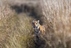 Signature India | The Realm of Royals