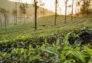 Signature India | Between Spices & Backwaters