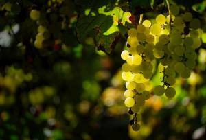 Signature Spain | Catalonia as a Canvas