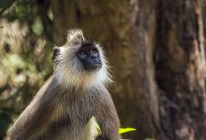 Signature Sri Lanka | The Island of Serendipity