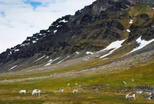 Svalbard in Summer: Tundra, Whales and Wildlife