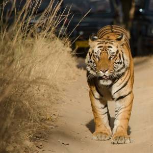 Safari in India: Meet the Royal Bengal Tiger