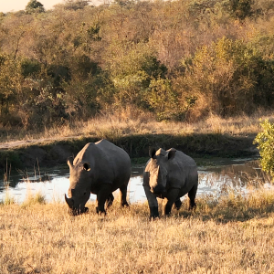 rhino sfari in South Africa