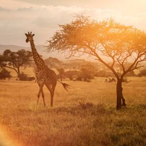 Giraffe at sunset near a tree in Serengeti National Park in Tanzania during safari with sepia background