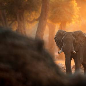 A deep insider's guide to a luxury Kenya safari, the exclusive conservancies, the right timing for the migration, and the art of care that turns a trip into a story you keep for life.