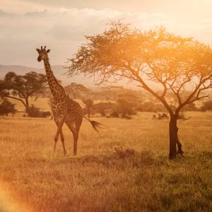 Giraffe standing beside an acacia tree on the golden Serengeti savanna at sunset, with warm glowing light.