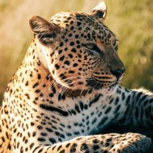 Leopard resting in golden sunlight, its spotted coat and alert gaze captured in close-up against a blurred green background.