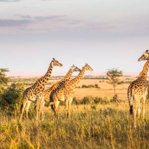 Kenya Liv Collection