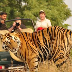 Tiger