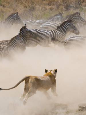 Lioness attack on a zebra. National Park. Kenya. Tanzania. Masai Mara. Serengeti, Africa