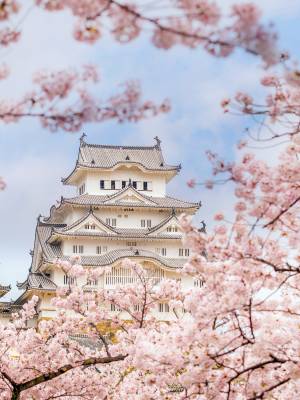 Japan Cherry blossom