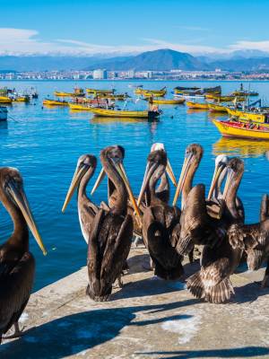 Coquimbo-Chile