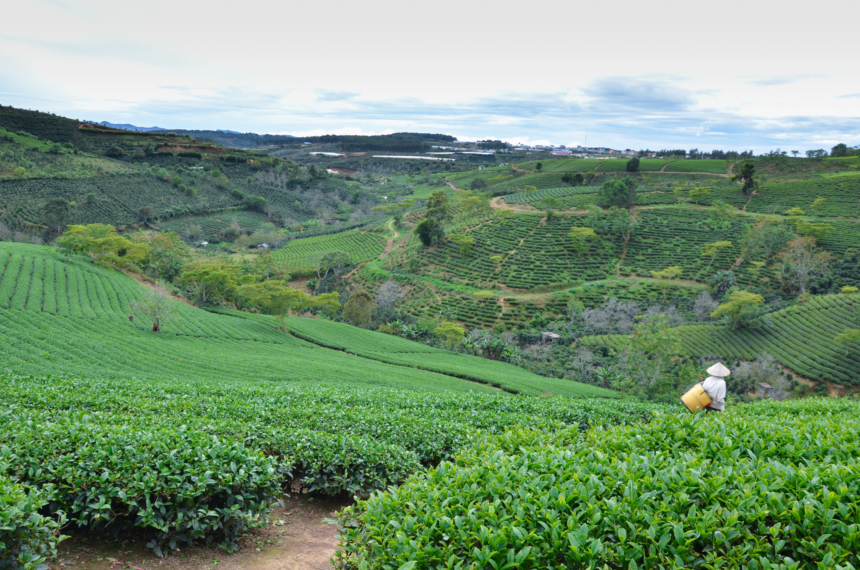 Dalat Tea Hills 