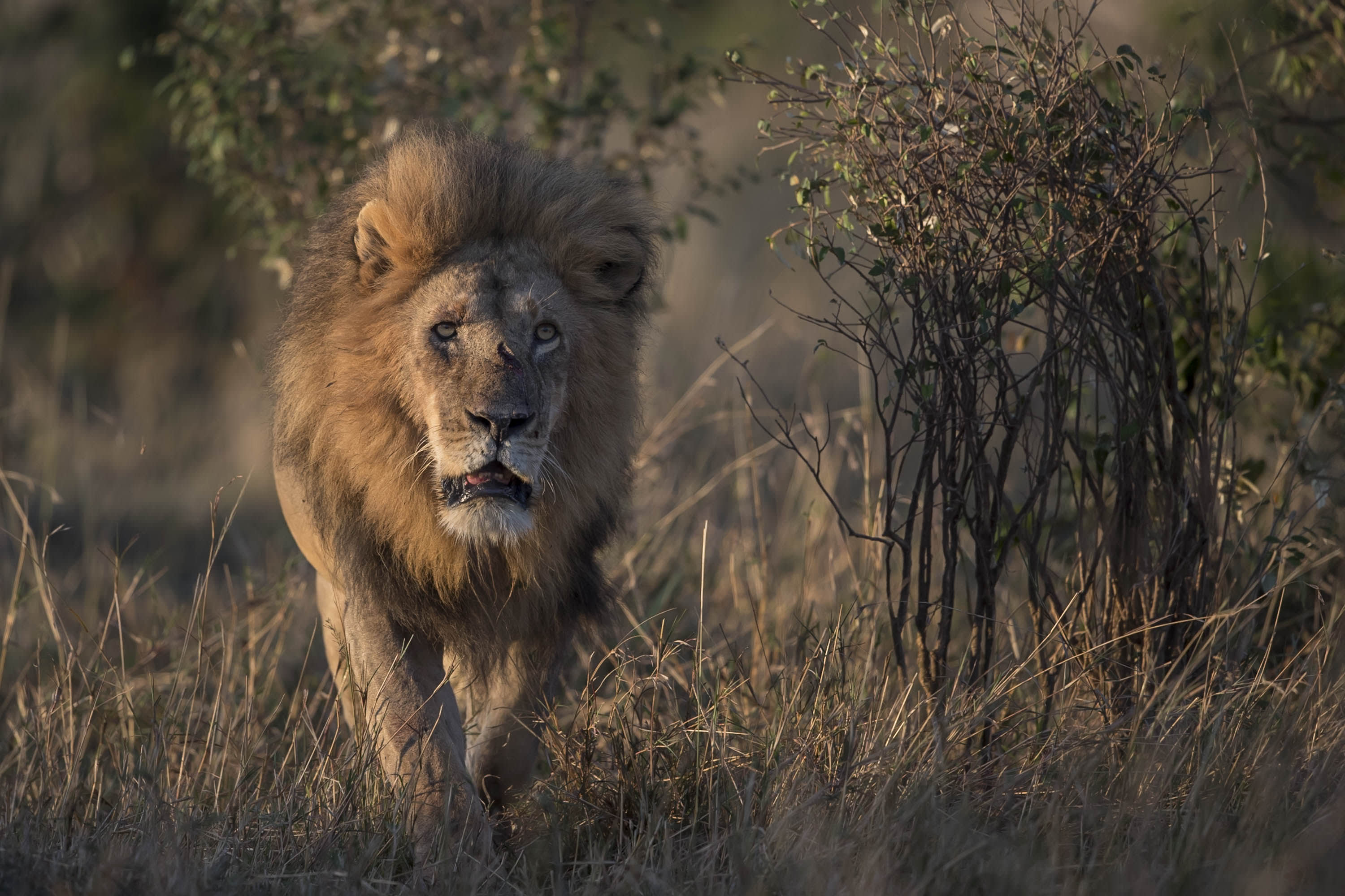 Lion, Paul Goldstein