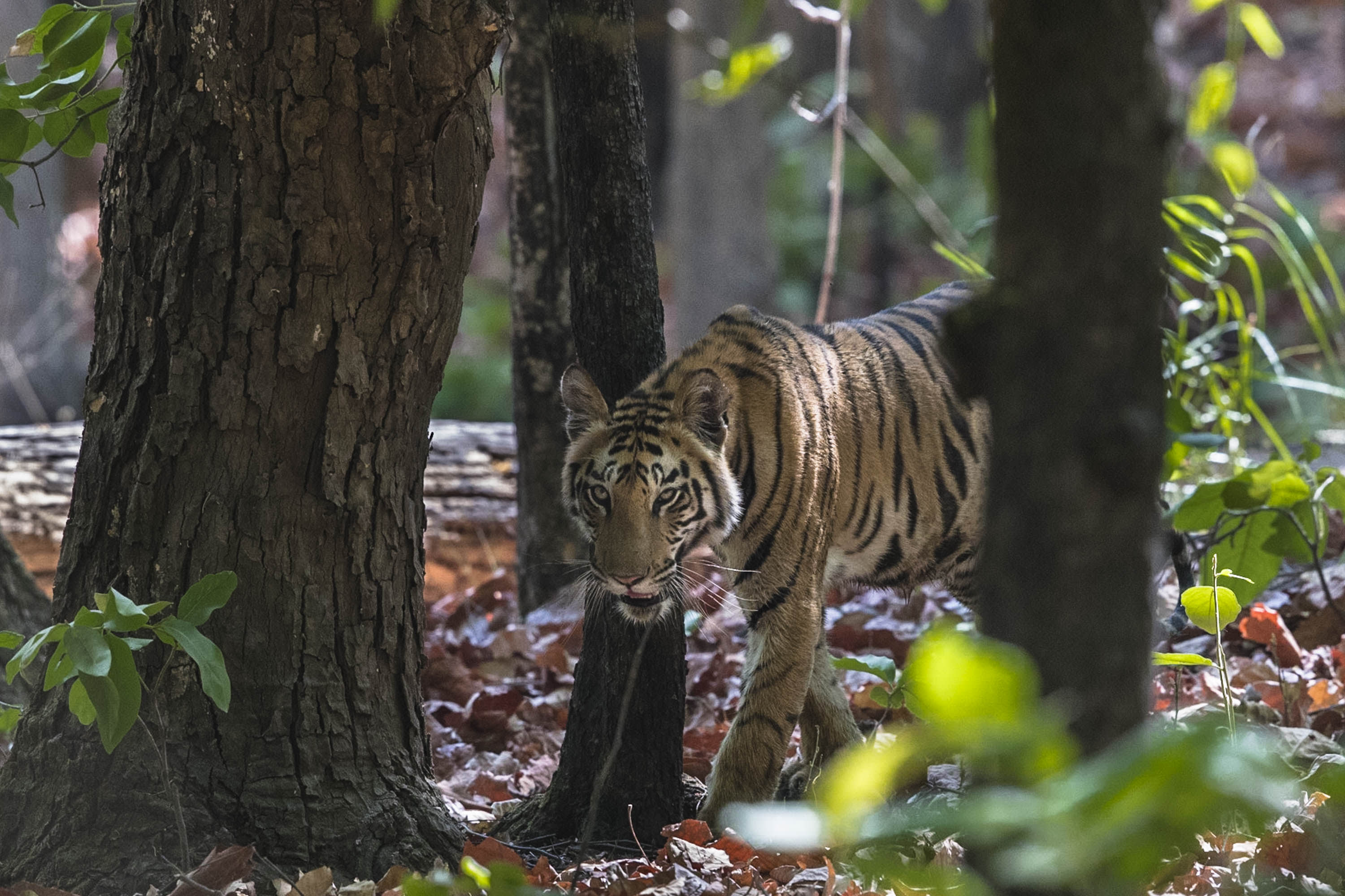 Tiger, Paul Goldstein