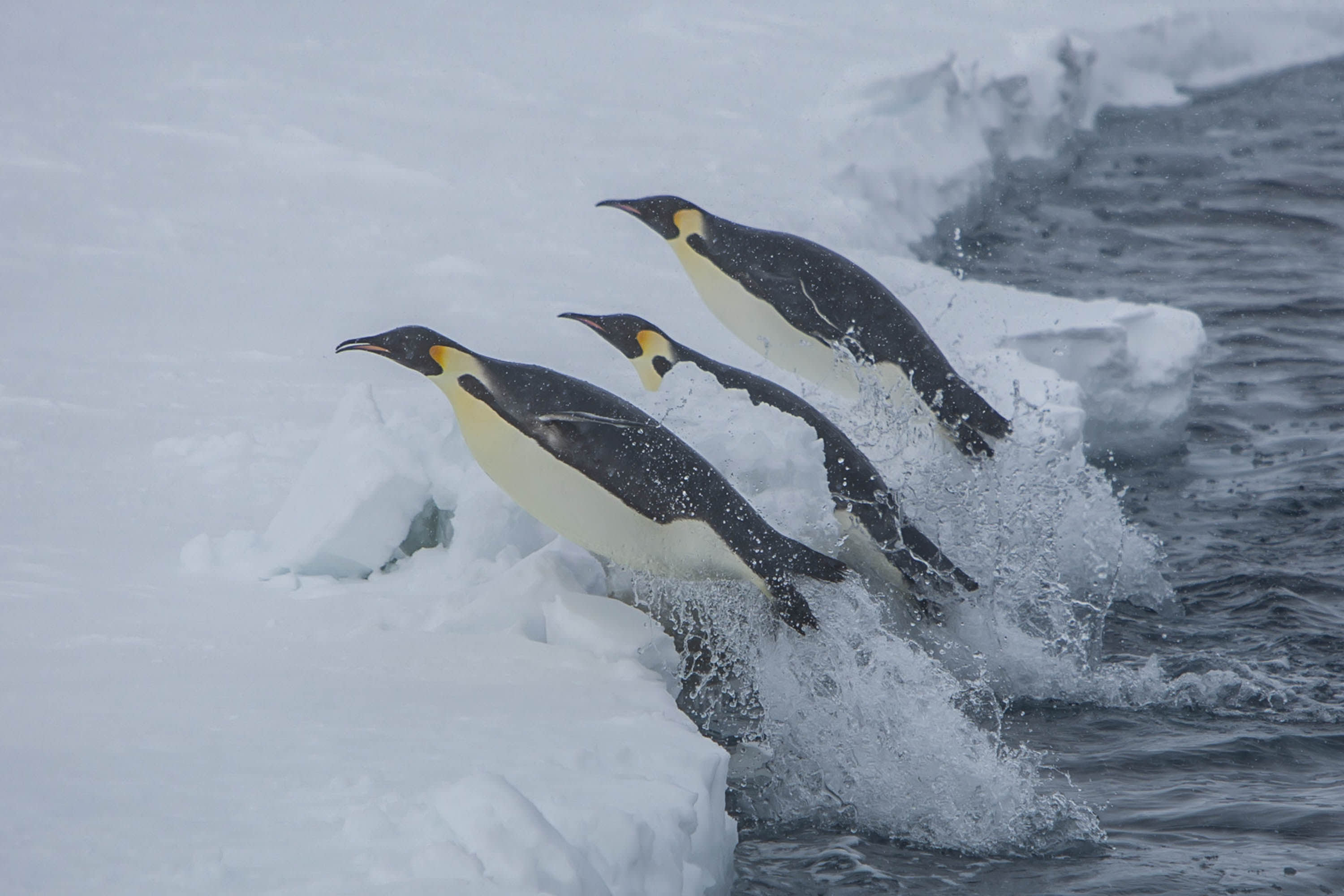Penguins, Paul Goldstein