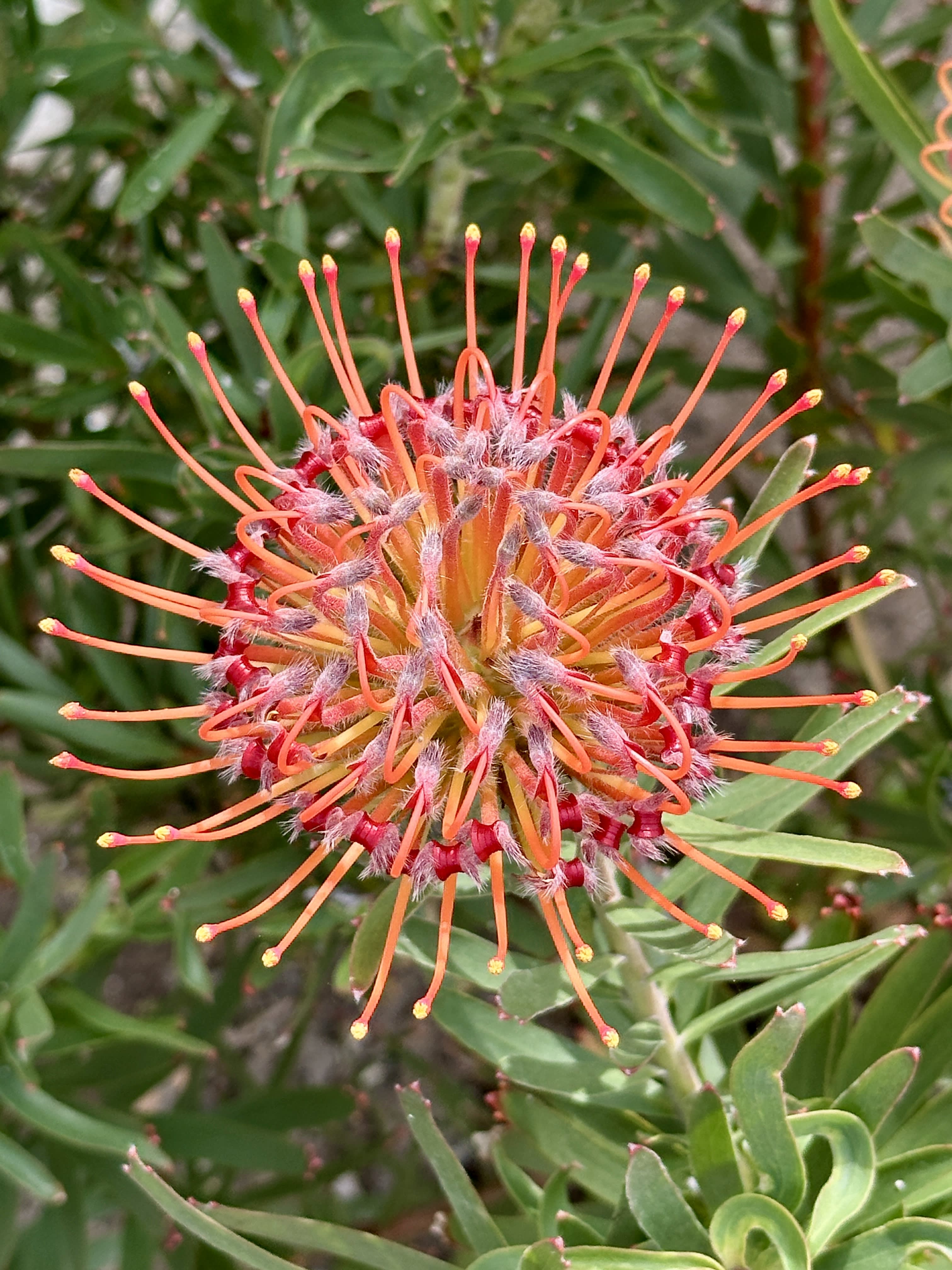 Protea flower in South Africa