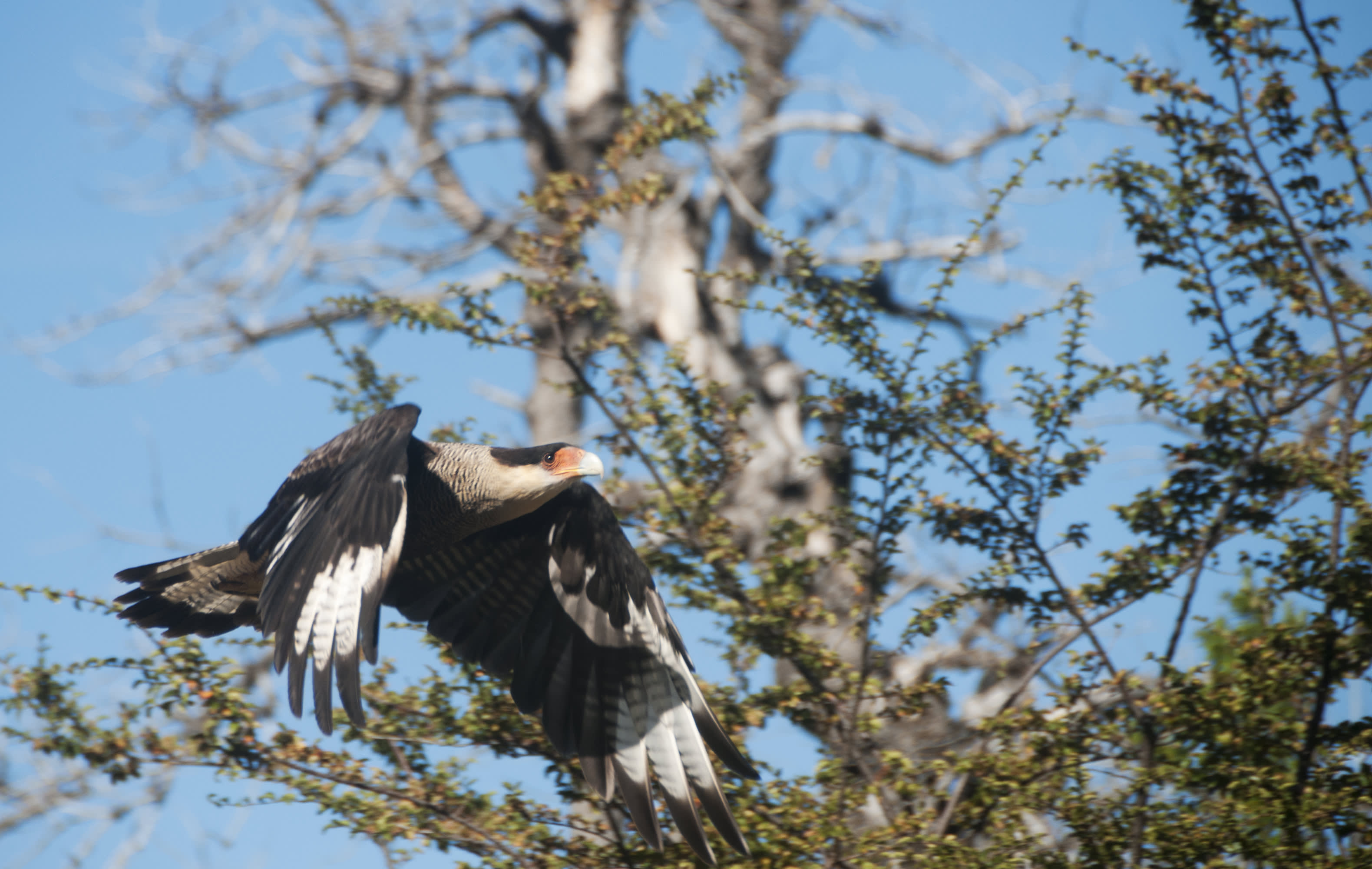 Birds of Patagonia: A Brief Birdwatcher’s Guide