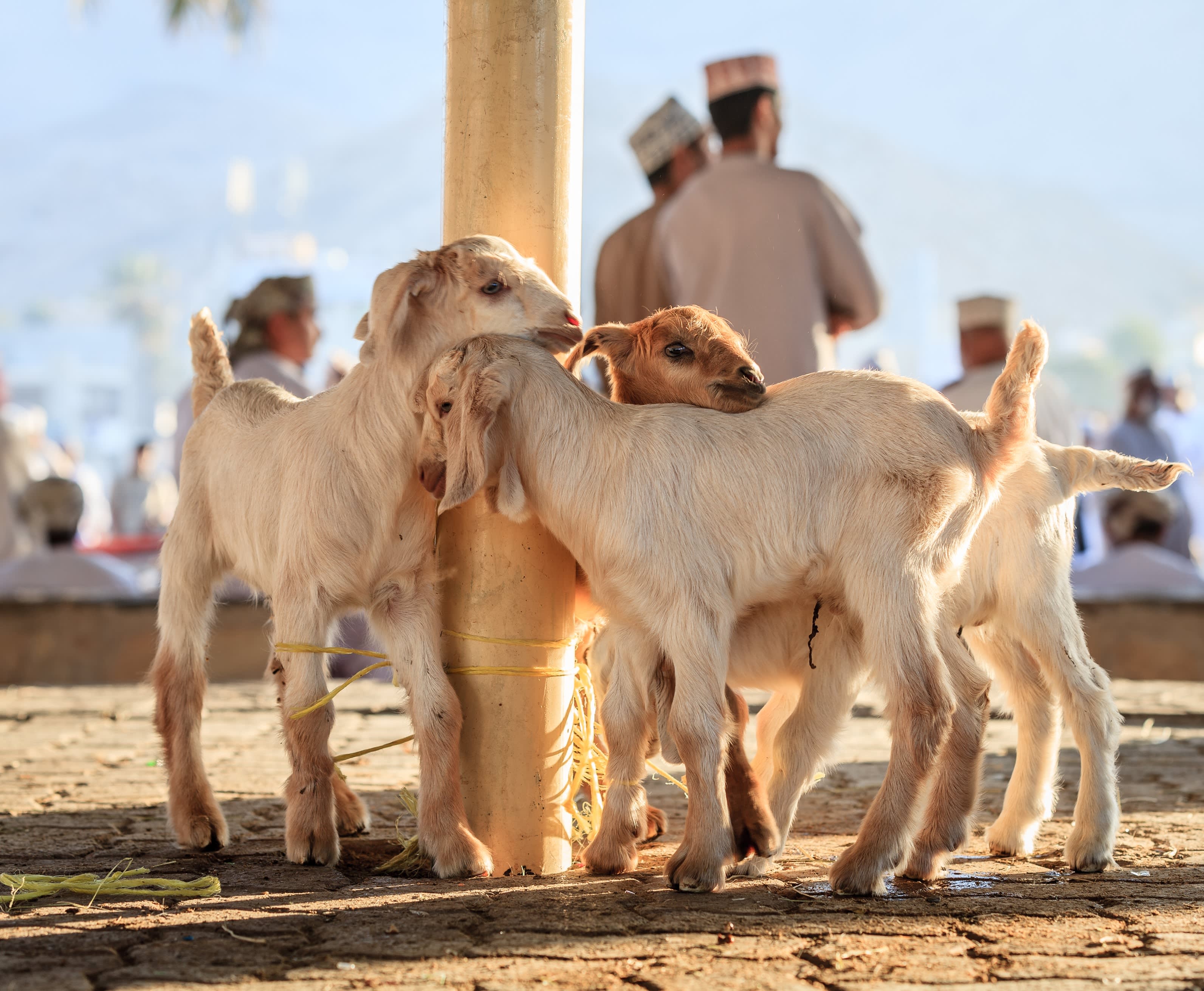 Oman: Unsere Top-Sehenswürdigkeiten