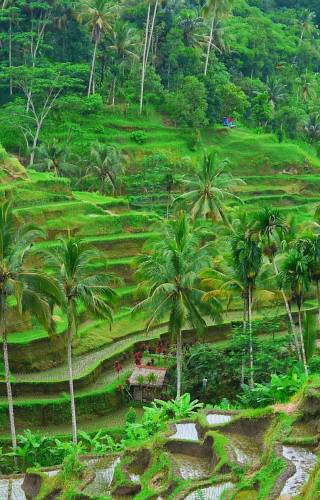a close up of a lush green forest