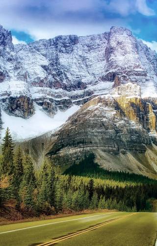 a tree with a mountain in the background