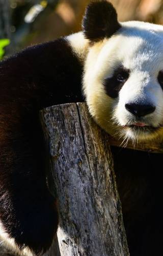 Giant Panda