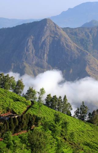 Tea Plantation in Kerala
