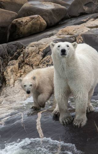 Polar Bears, Manitoba