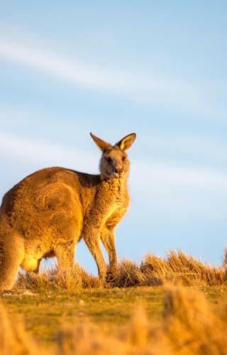 Forester Kangaroo Tasmania Cr Tourism Australia Premier Travel Tasmania