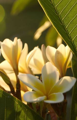 Frangipani
