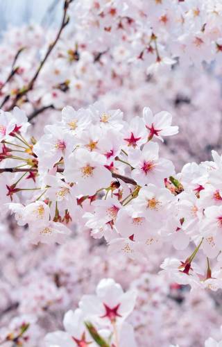 a close up of a flower