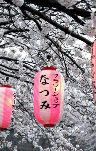 Cherry blossom season in Japan