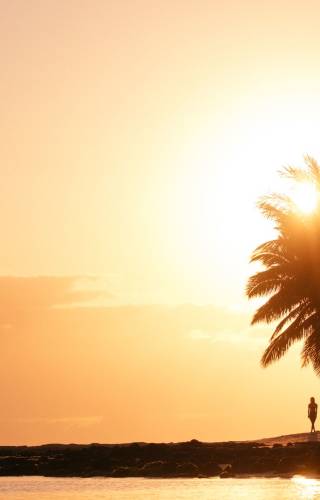 a tree with a sunset in the background