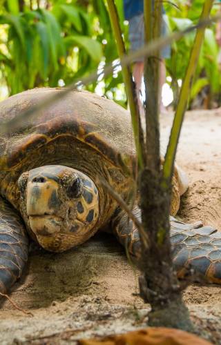 a turtle on a dirt road