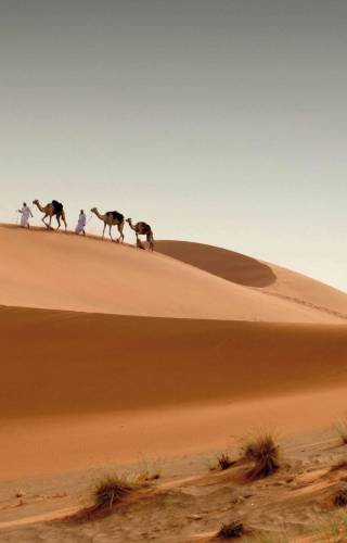 Camels in the desert