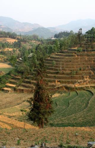 Bac Ha fields