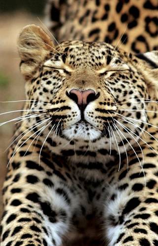 a cat that is standing in front of a leopard