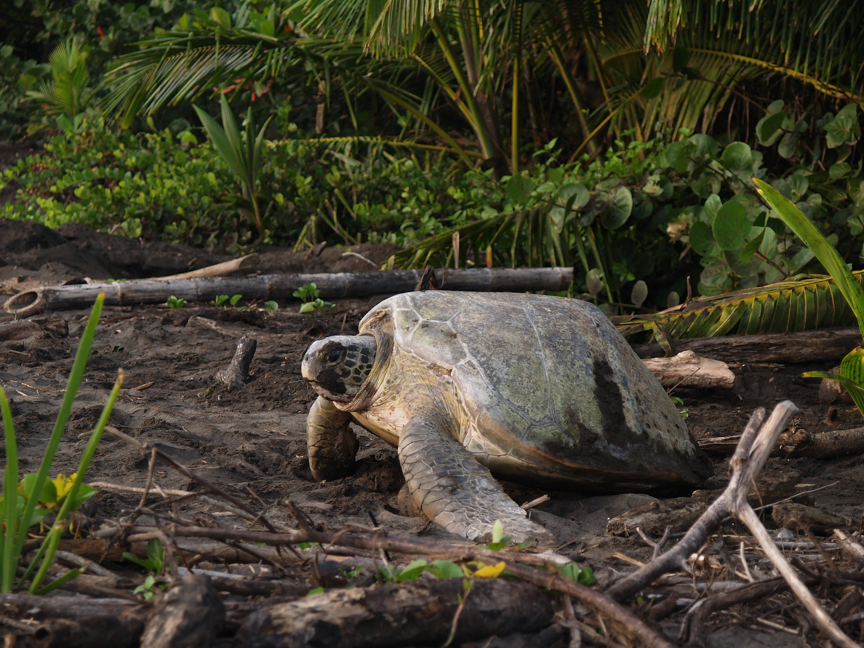 Tortuguero: Costa Rica’s Caribbean Gem 