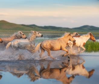 Lunar New Year to Snow Leopards: 8 Asia Travel Experiences to Time with the Seasons