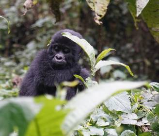 Wild Encounters: Top 10 Destinations for African Safaris