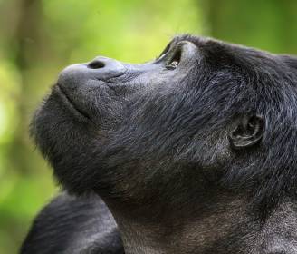 Wild Encounters: Top 10 Destinations for African Safaris