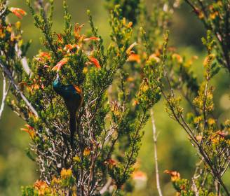 Walking, Wildlife, Wine: 6 Unmissable South Africa Experiences for Your Next Adventure
