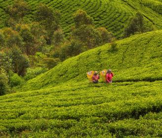 Island Insider: The Best Way to Explore Sri Lanka? Here Are Your Top 3 Options