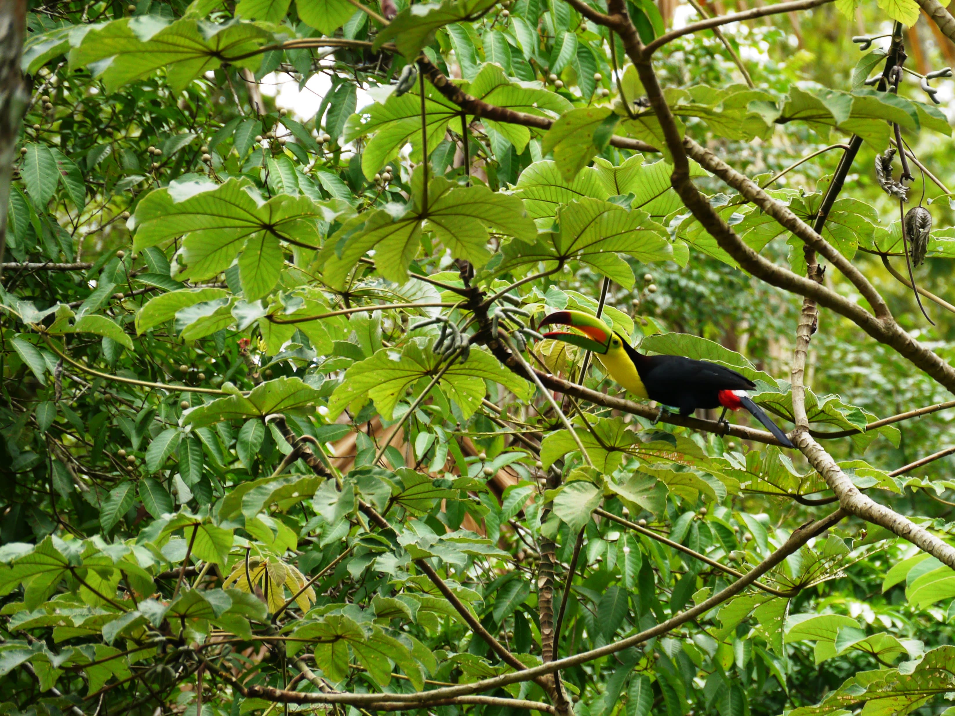 Ruins, Rainforests and Beaches of Central America