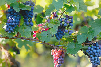 Raisin dans une vigne
