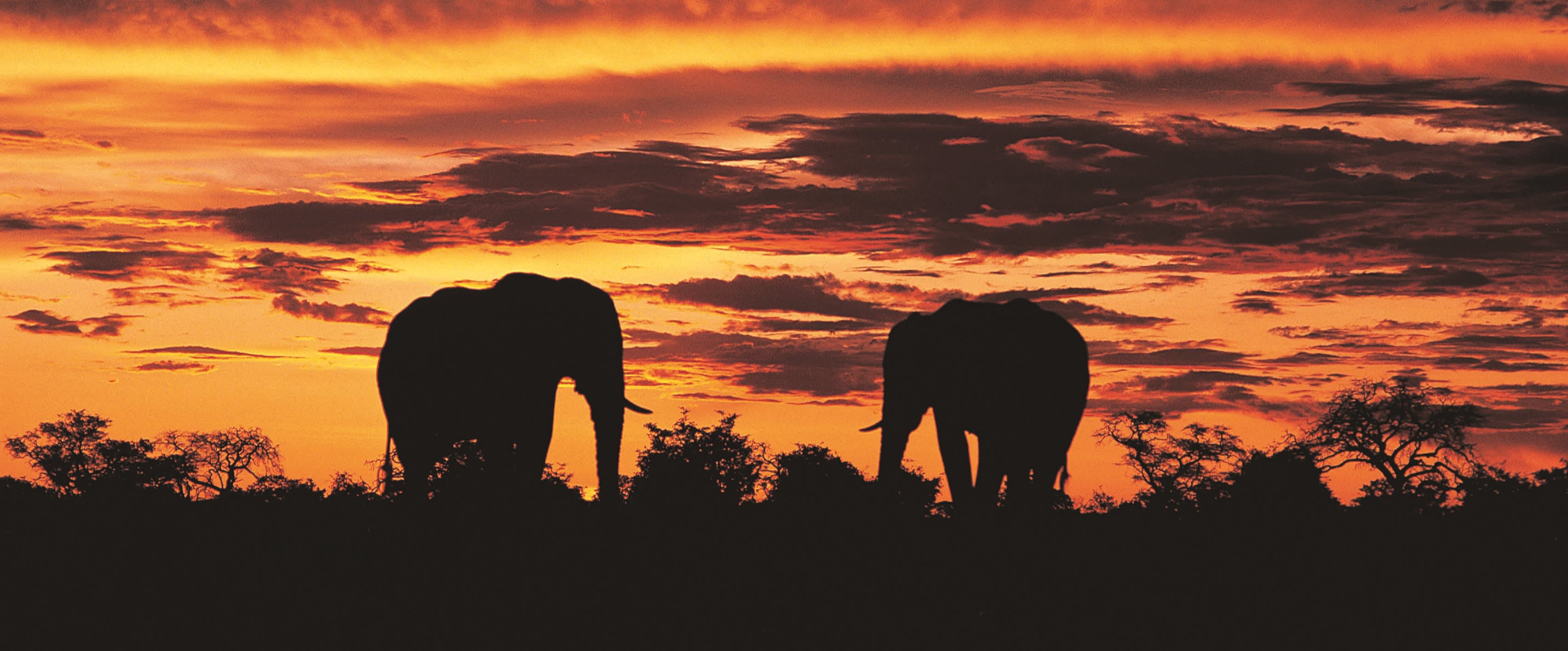 Elephants Sivuti, Botswana