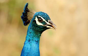 Cycle Kerala & Tropical India